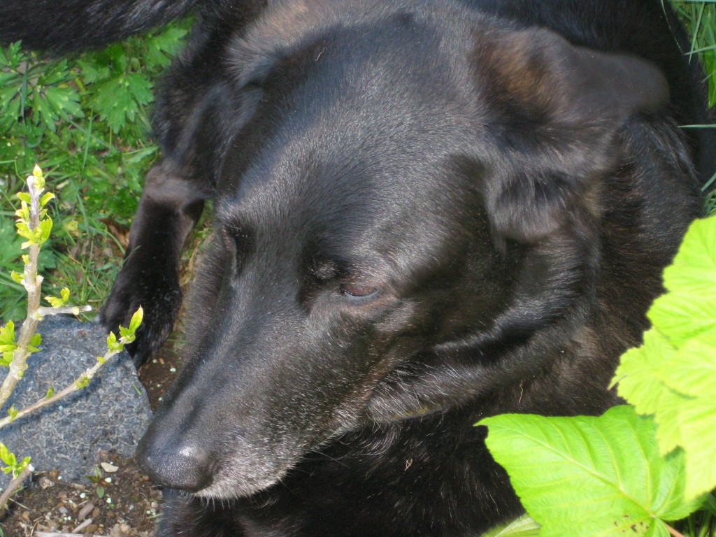 Daisy in the garden